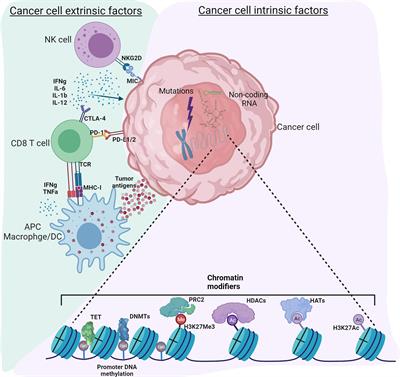 Frontiers Editorial Genetic And Epigenetic Control Of Immune Responses